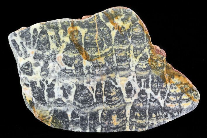 Columnar Stromatolite (Asperia) From Australia - Proterozoic #76205